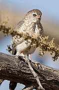 Gabar Goshawk