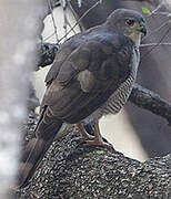 African Goshawk