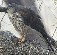 African Goshawk