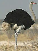 Common Ostrich