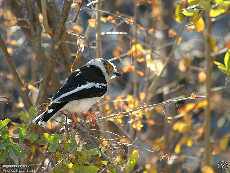 White-crested Helmetshrikeadult, identification