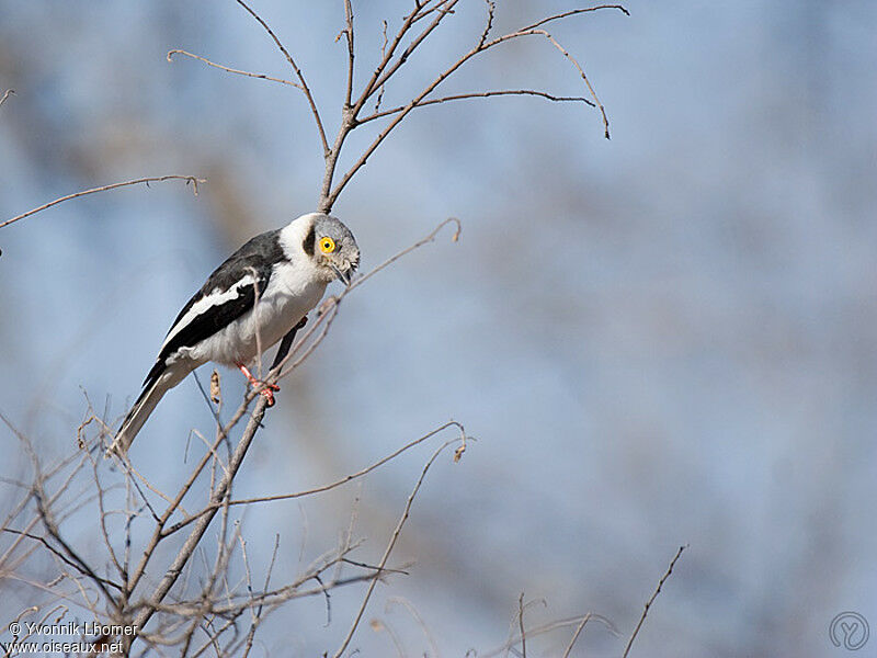 White-crested Helmetshrike, identification