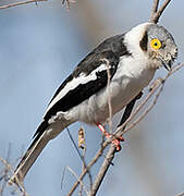 White-crested Helmetshrike