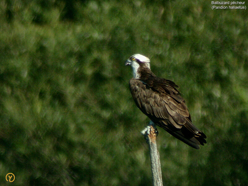 Balbuzard pêcheur femelle adulte