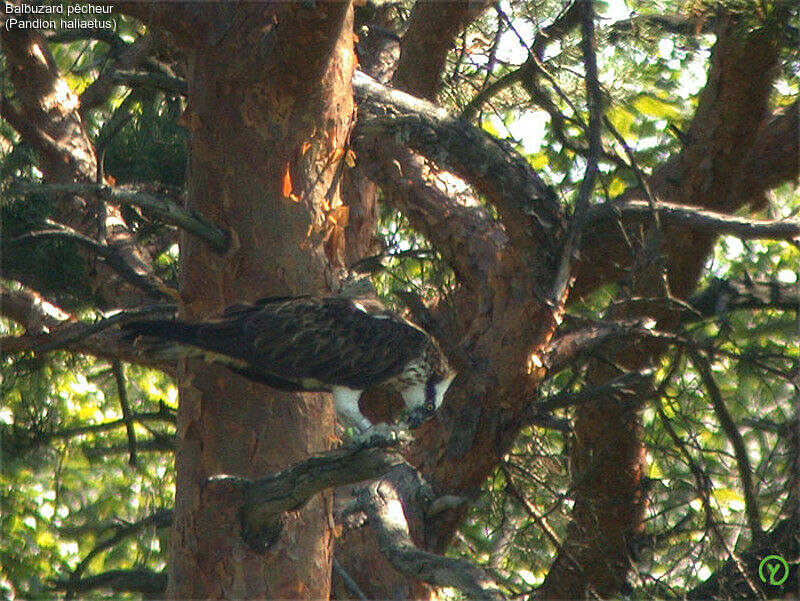 Osprey female adult