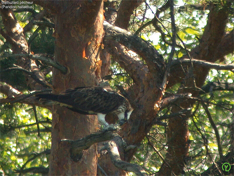 Balbuzard pêcheur femelle adulte