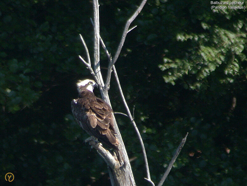 Osprey female adult