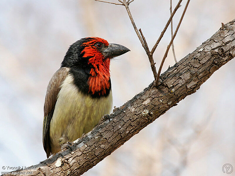 Black-collared Barbetadult, identification