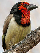 Black-collared Barbet