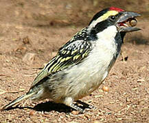 Acacia Pied Barbet