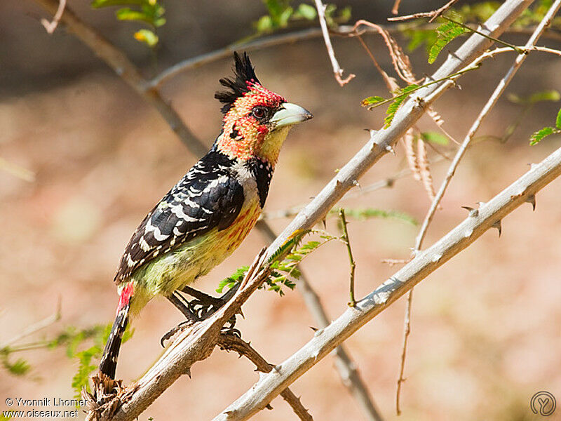 Crested Barbetadult, identification