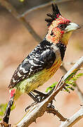 Crested Barbet