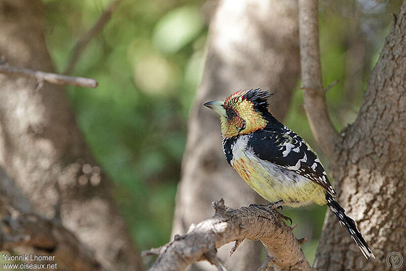 Crested Barbetadult, identification