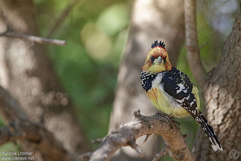 Crested Barbetadult