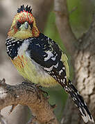 Crested Barbet