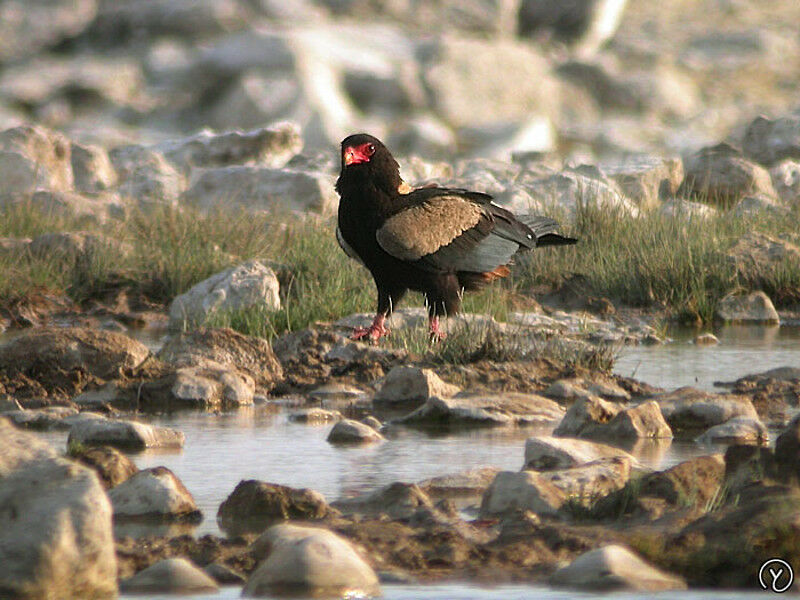 Bateleur des savanesadulte