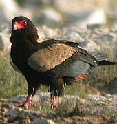 Bateleur