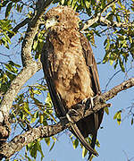 Bateleur