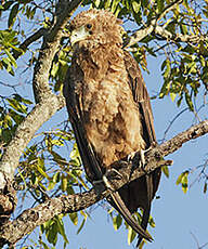 Bateleur des savanes