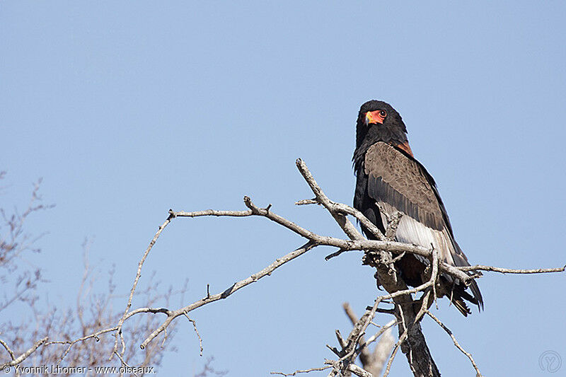 Bateleuradult, identification