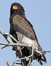 Bateleur des savanes