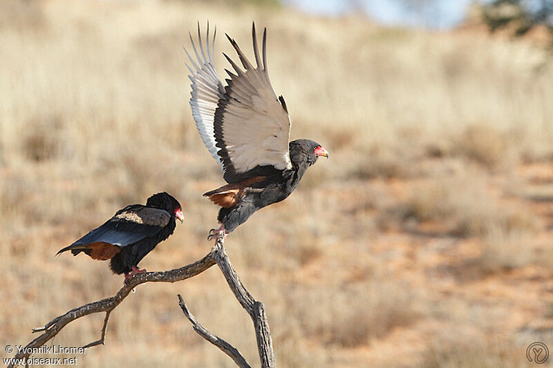 Bateleur des savanes femelle adulte, Vol