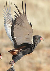 Bateleur des savanes