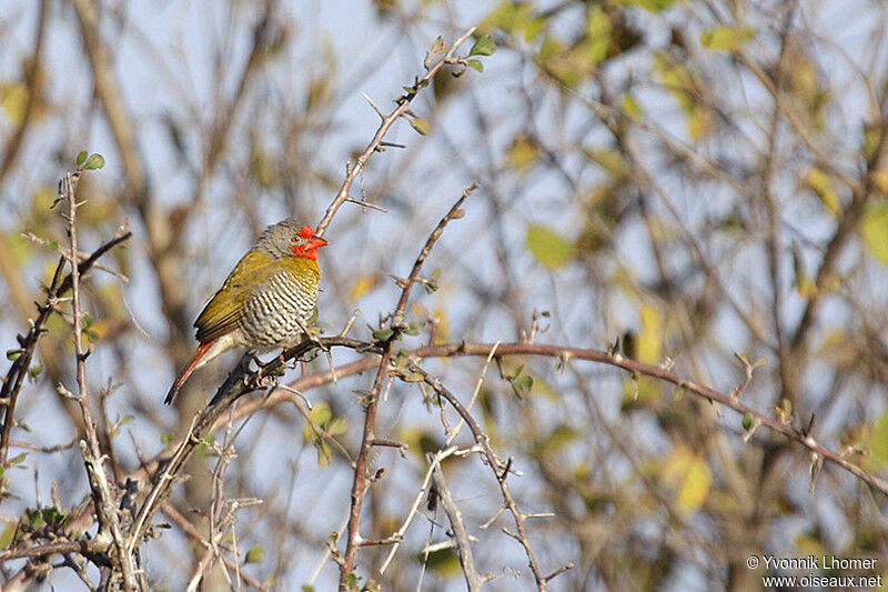 Green-winged Pytilia male adult, identification