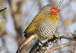 Green-winged Pytilia