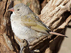 Green-winged Pytilia