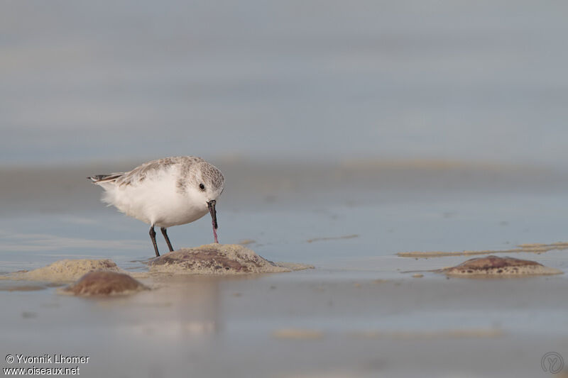 Sanderlingadult post breeding, Behaviour, identification, feeding habits