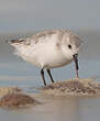 Bécasseau sanderling