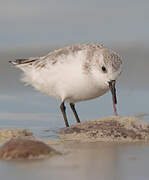 Sanderling