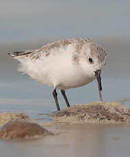 Bécasseau sanderling