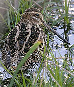 Common Snipe