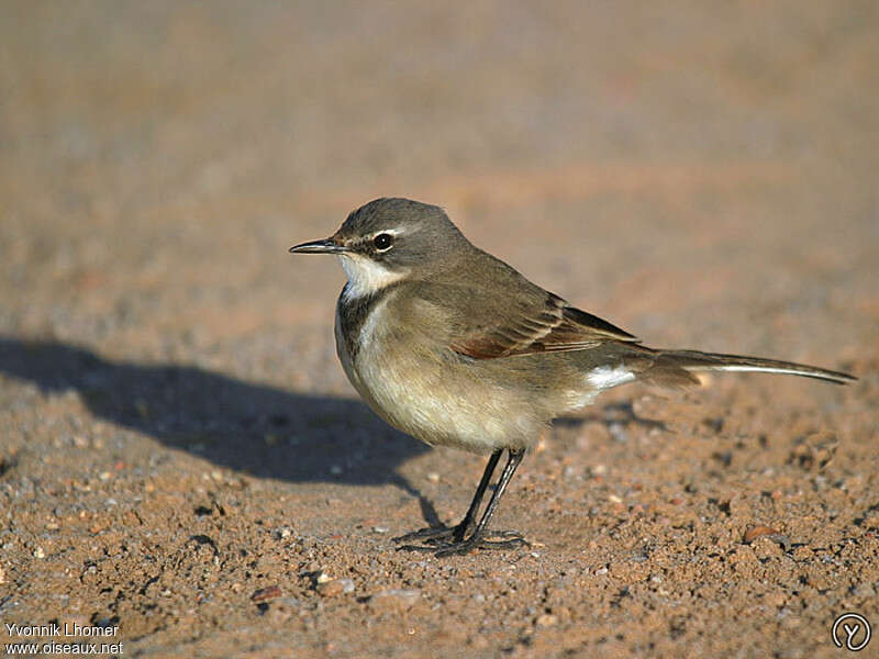 Cape Wagtail, identification