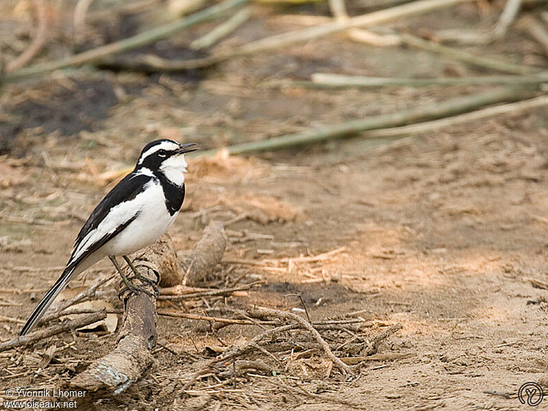 African Pied Wagtailadult, identification