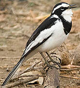 African Pied Wagtail