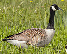 Canada Goose