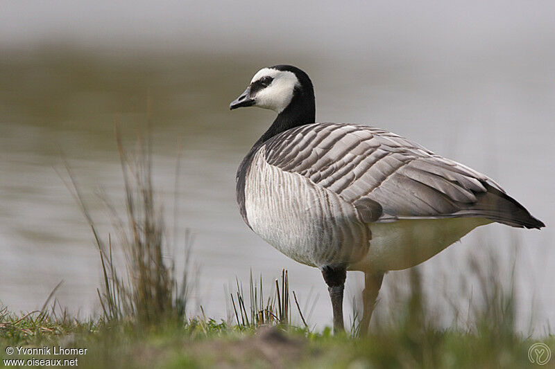 Barnacle Gooseadult, identification