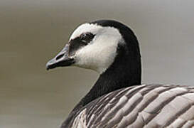 Barnacle Goose