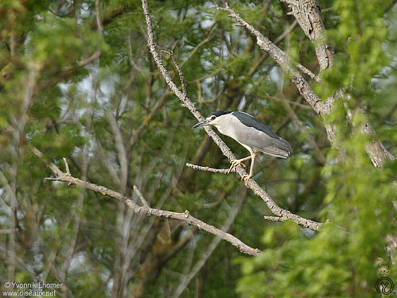 Bihoreau grisadulte, identification