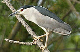 Black-crowned Night Heron