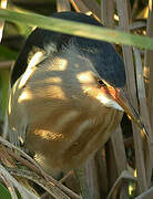 Little Bittern