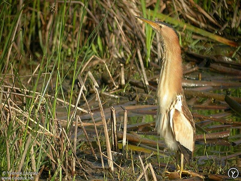 Little Bittern female adult breeding, identification