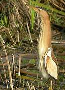 Little Bittern