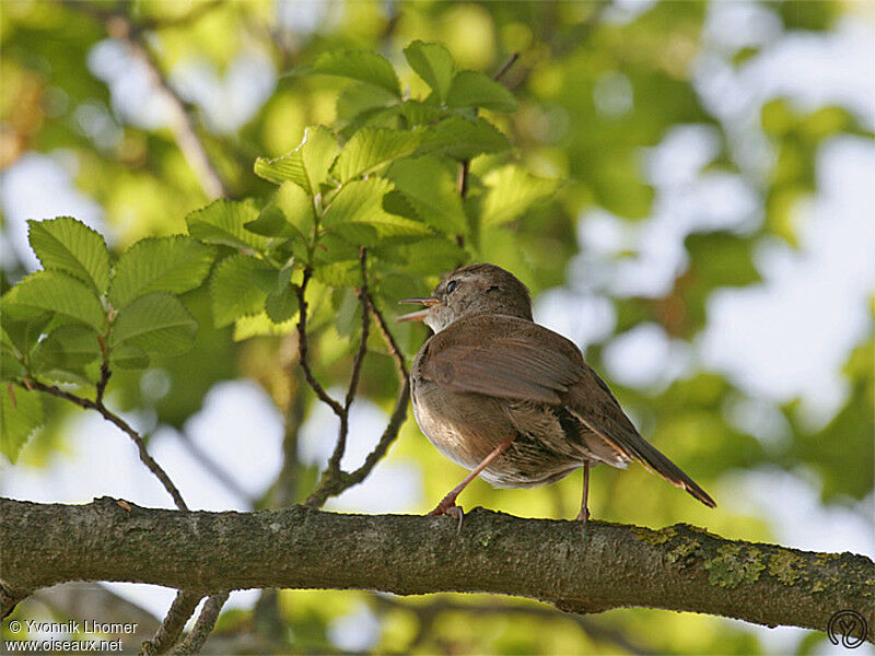 Bouscarle de Cettiadulte, identification, chant