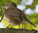 Bouscarle de Cetti