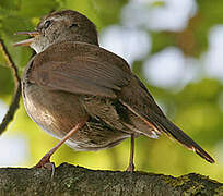 Cetti's Warbler