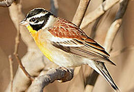 Golden-breasted Bunting